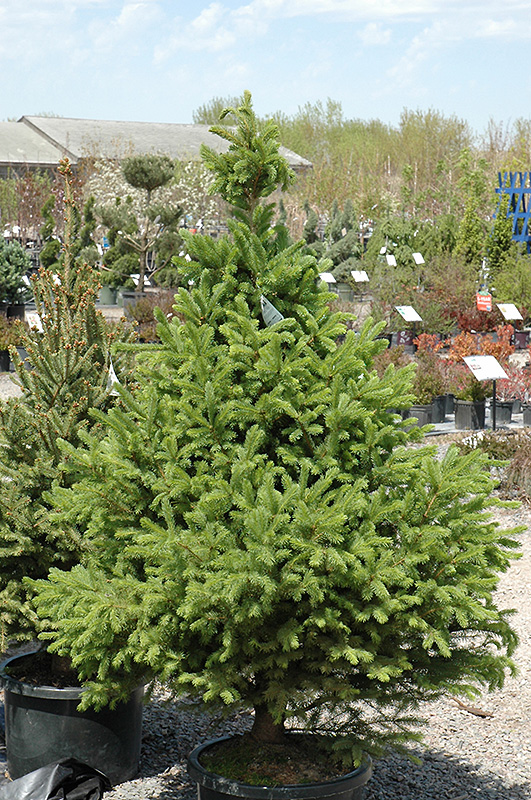 North Star White Spruce (Picea glauca 'North Star') in ...