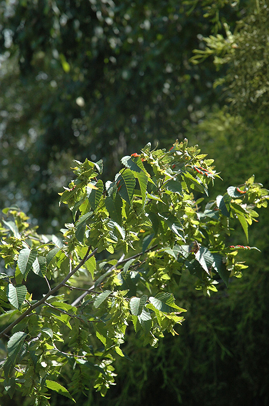 Firespire American Hornbeam Carpinus Caroliniana Jn Upright In