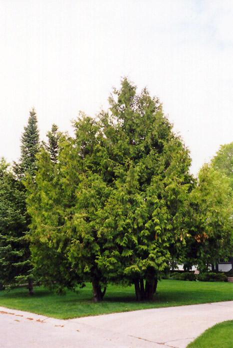 White Cedar (Thuja occidentalis) in Inver Grove Heights, Minnesota (MN ...