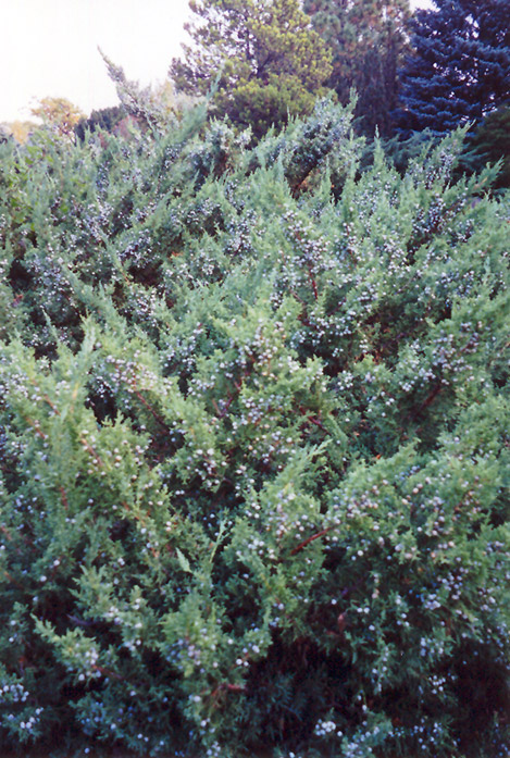 Maney Juniper (Juniperus chinensis 'Maney') at Gertens