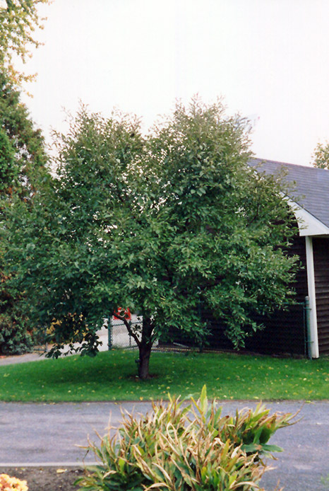 Montmorency Cherry (Prunus 'Montmorency') at Gertens