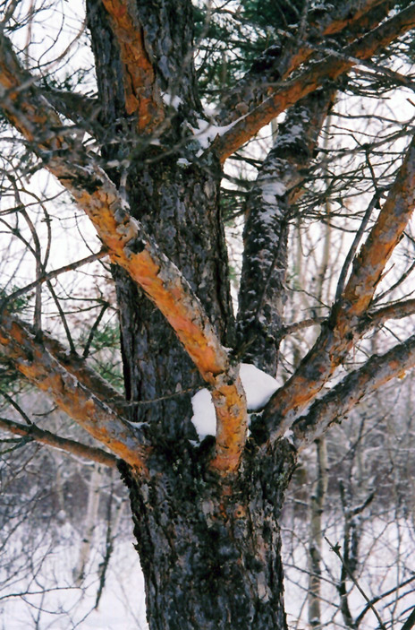 Scotch Pine (Pinus sylvestris) at Gertens