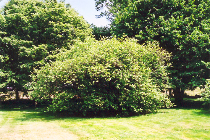 American Hazelnut (Corylus americana) at Gertens