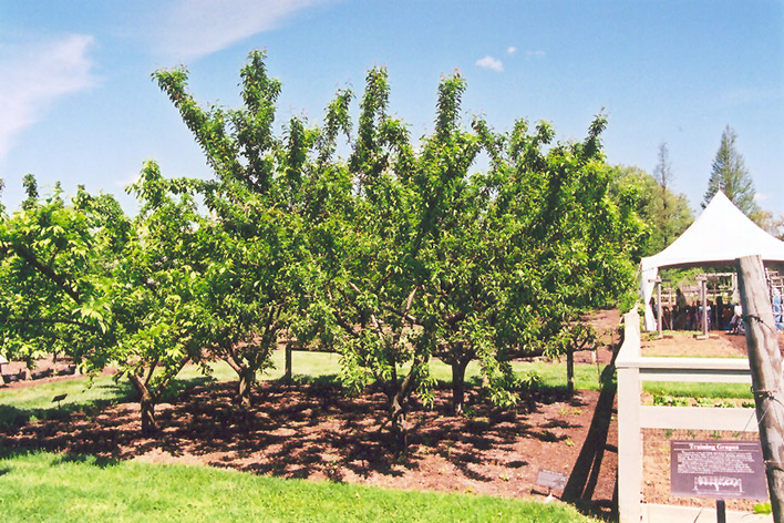 Mount Royal Plum (Prunus 'Mount Royal') at Gertens