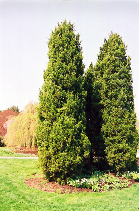 Eastern Red Cedar (Juniperus virginiana) at Gertens