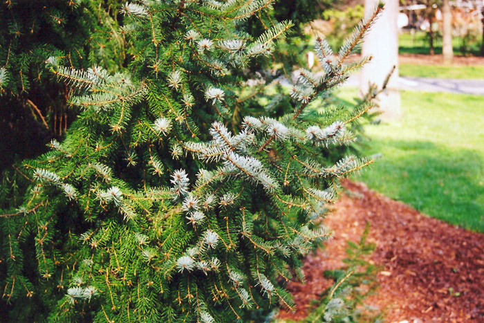 Serbian Spruce (Picea omorika) at Gertens