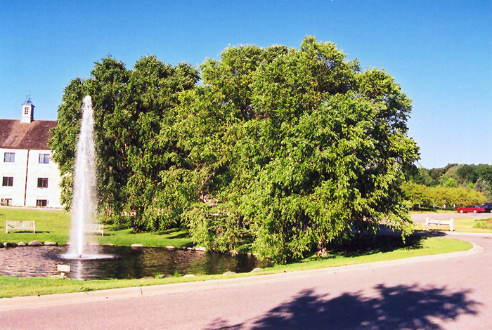 River Birch (Betula nigra) at Gertens