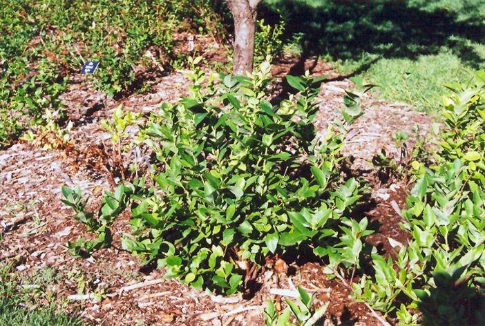 Polaris Blueberry (Vaccinium 'Polaris') at Gertens