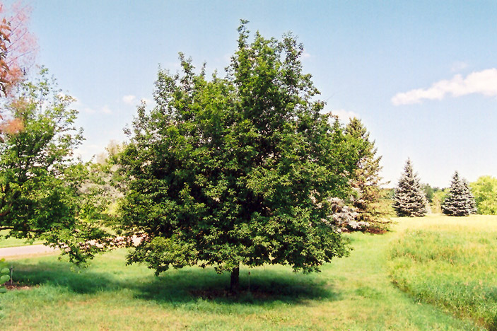 Ironwood (Ostrya virginiana) at Gertens