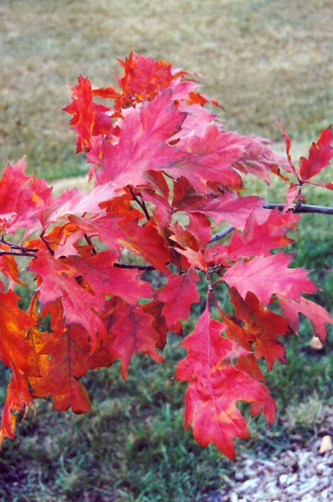 Northern Red Oak (Quercus rubra) at Gertens