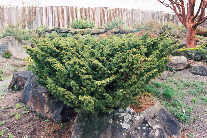 Shimpaku Juniper (Juniperus chinensis 'Shimpaku') at Gertens