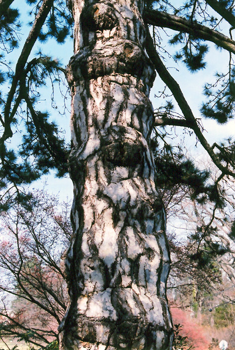 Austrian Pine (Pinus nigra) at Gertens
