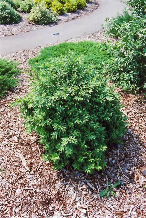 Lodense Privet (Ligustrum vulgare 'Lodense') at Gertens