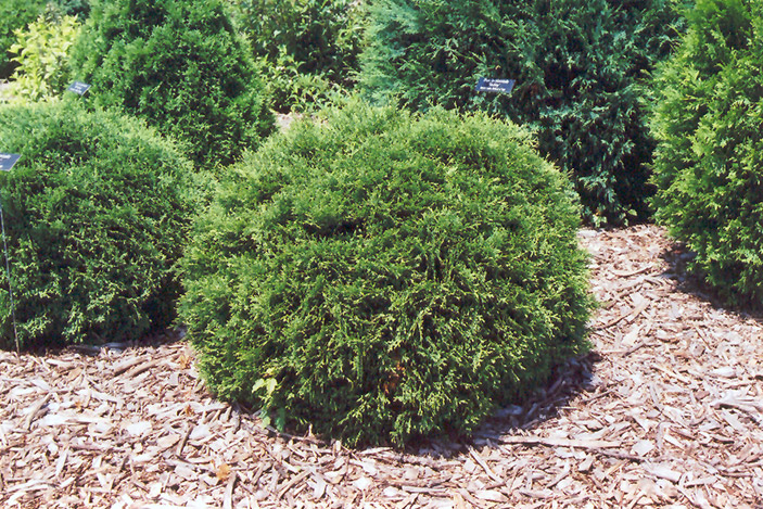 Hetz Midget Arborvitae Thuja Occidentalis Hetz Midget In Inver