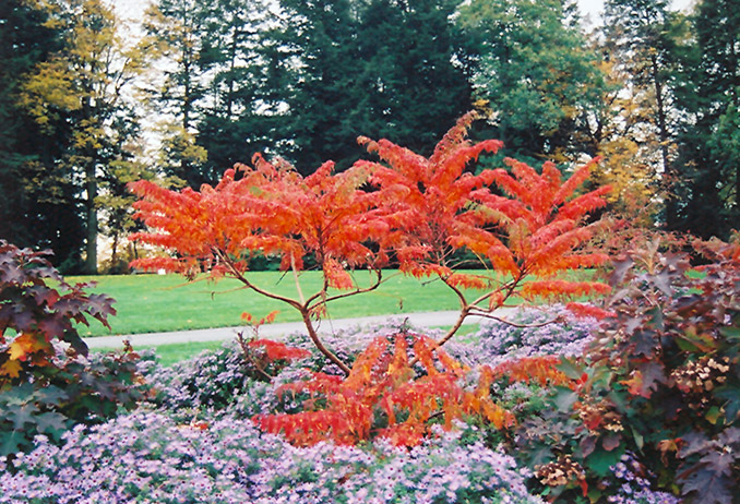 Staghorn Sumac