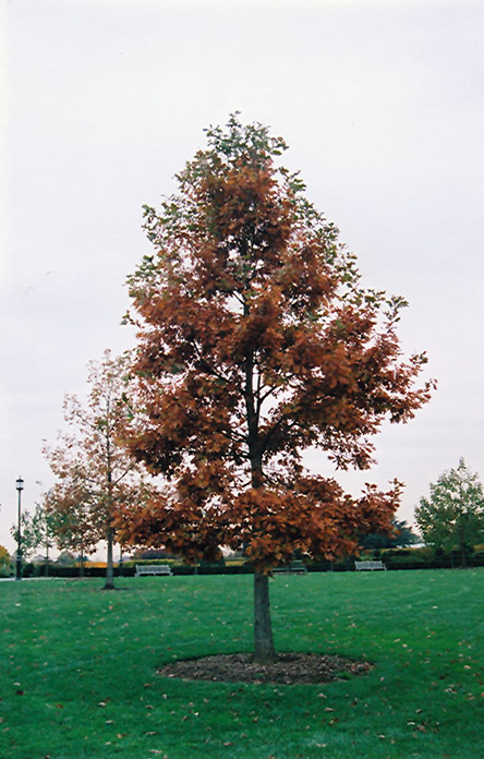 Swamp White Oak (Quercus bicolor) at Gertens