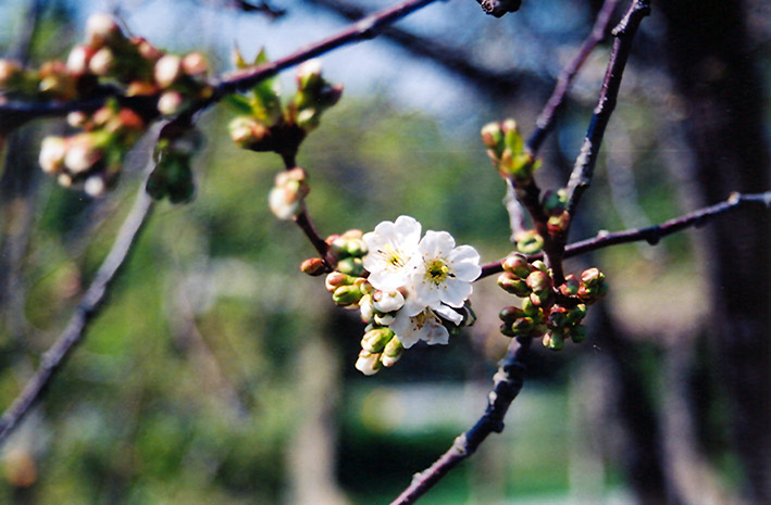 Montmorency Cherry (Prunus 'Montmorency') at Gertens