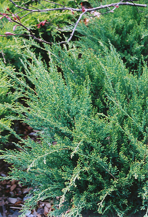 Sea Green Juniper (Juniperus chinensis 'Sea Green') at Gertens