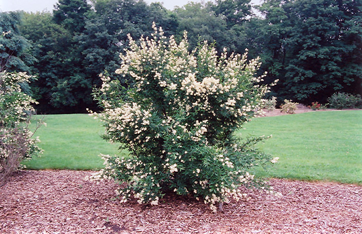 Cheyenne Privet (Ligustrum vulgare 'Cheyenne') at Gertens