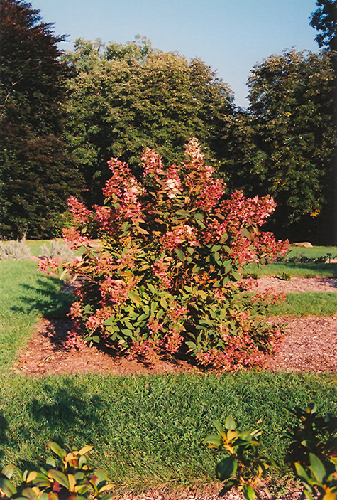 Late Panicle Hydrangea (Hydrangea paniculata 'Tardiva') at Gertens