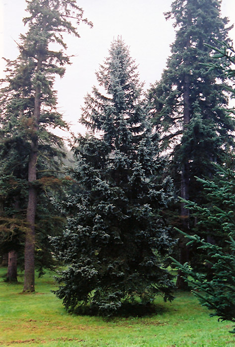 Thomsen Colorado Blue Spruce (Picea pungens 'Thompsen Blue') at Gertens