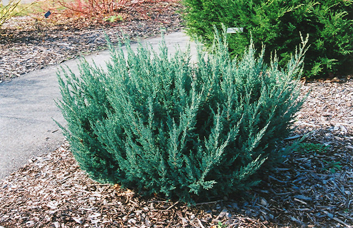 Maney Juniper (Juniperus chinensis 'Maney') at Gertens