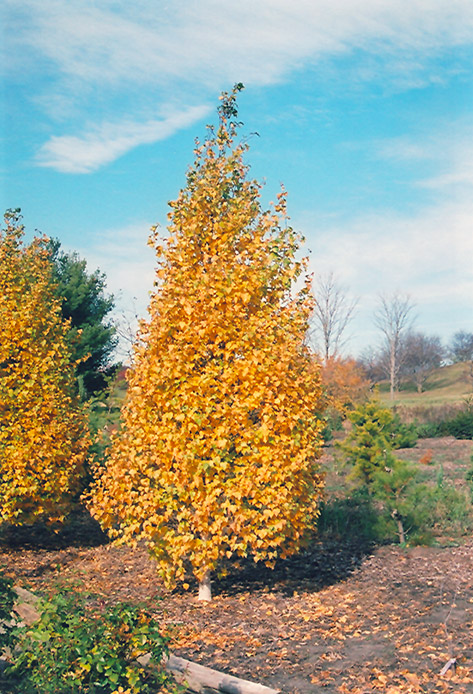 Whitespire Birch (Betula populifolia 'Whitespire') at Gertens
