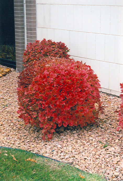 Bailey Compact American Cranberrybush (Viburnum trilobum 'Bailey Compact') at Gertens