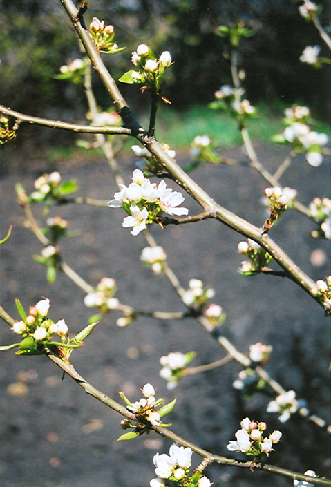 Mountain Frost® Flowering Pear (Pyrus ussuriensis 'Mountain Frost') at Gertens