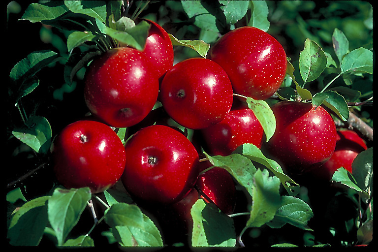 Haralson Apple (Malus 'Haralson') at Gertens