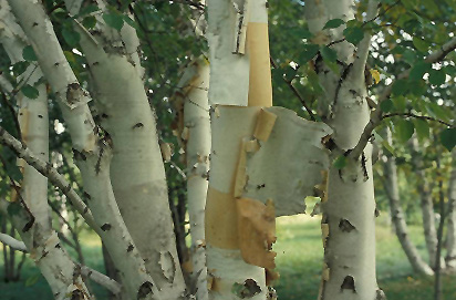 Prairie Dream® Paper Birch (Betula papyrifera 'Varen') at Gertens