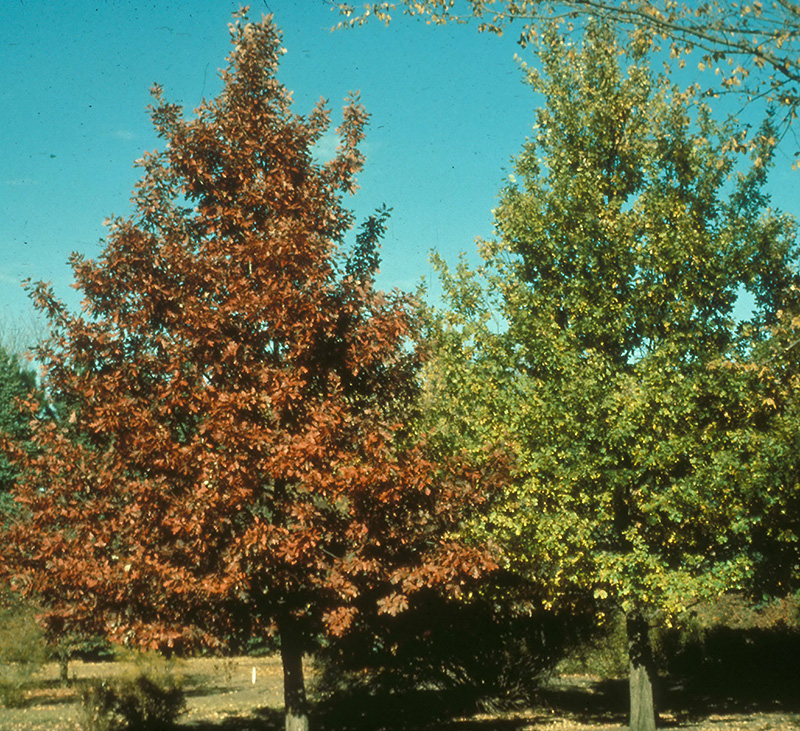 Prairie Stature® Oak (Quercus x bimundorum 'Midwest') at Gertens