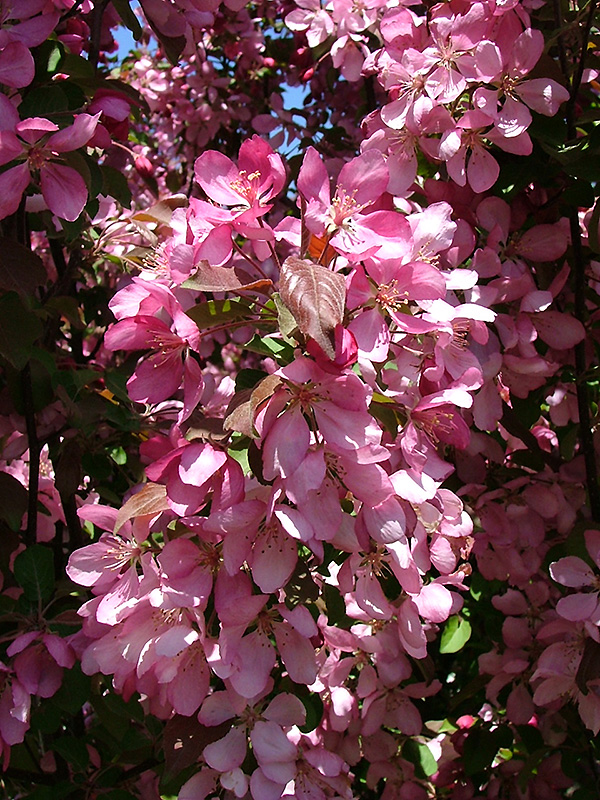 Rejoice™ Flowering Crabapple (Malus 'Rejzam') at Gertens
