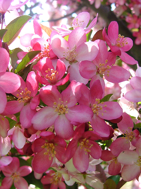 Camelot® Flowering Crabapple (Malus 'Camelot') in Inver Grove Heights ...