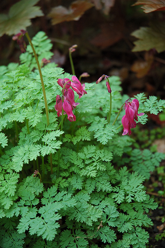 King of Hearts Bleeding Heart (Dicentra 'King of Hearts') at Gertens