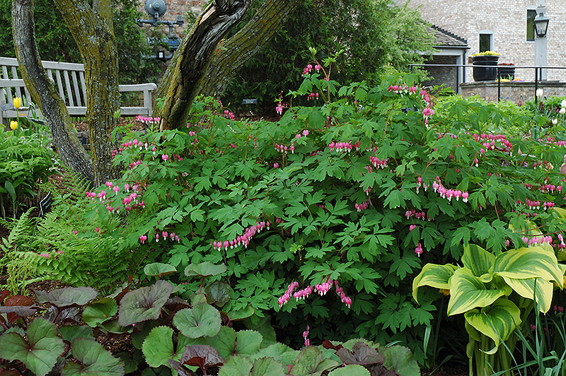 Old Fashioned Bleeding Heart (Dicentra spectabilis) at Gertens