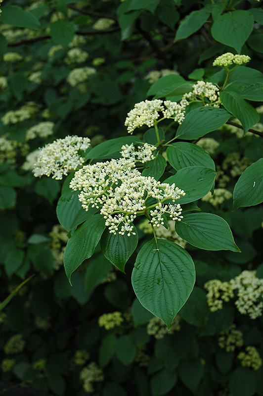 Pagoda Dogwood (Cornus alternifolia) in Inver Grove Heights, Minnesota ...