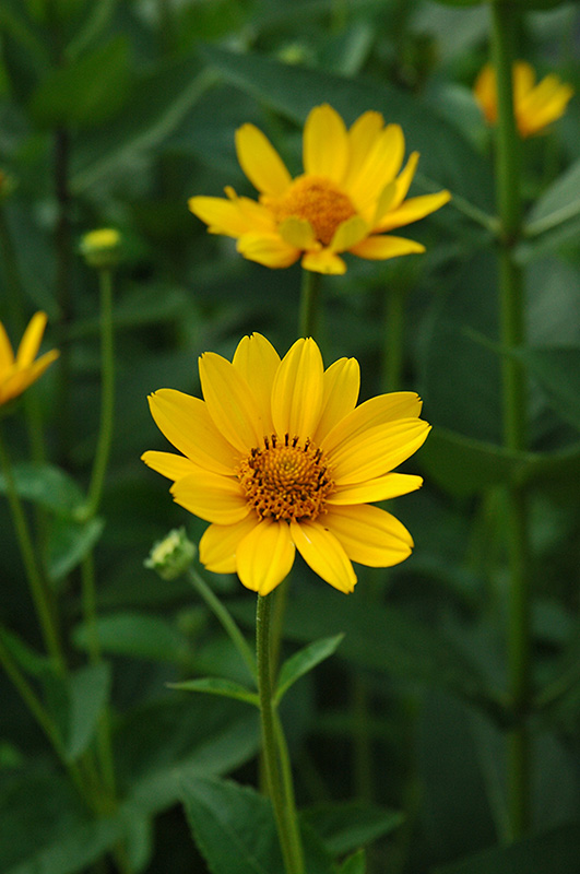 Common Ox-Eye (Heliopsis helianthoides) at Gertens