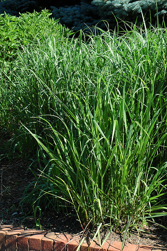 Switch Grass (Panicum virgatum) at Gertens