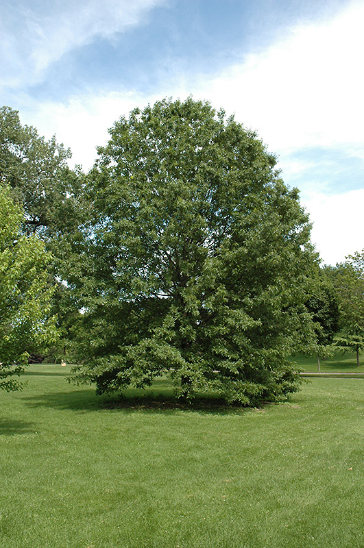 Northern Pin Oak (Quercus ellipsoidalis) at Gertens