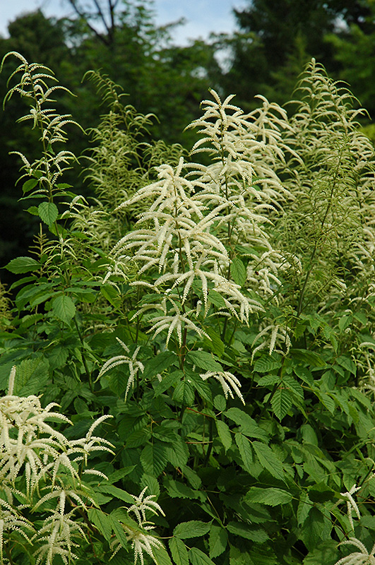 Goatsbeard (Aruncus dioicus) in Inver Grove Heights ...