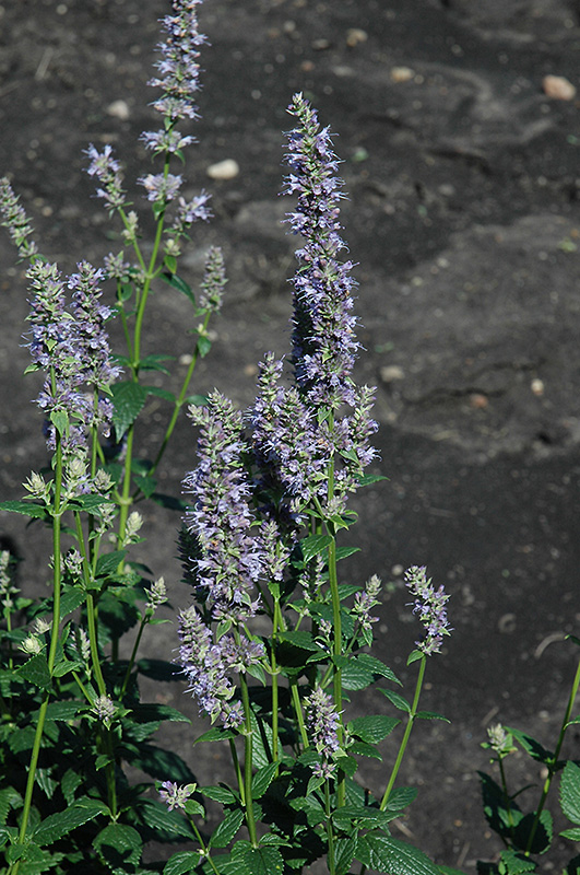 Lavender Hyssop (Agastache foeniculum) at Gertens
