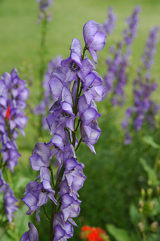 aconite monkshood