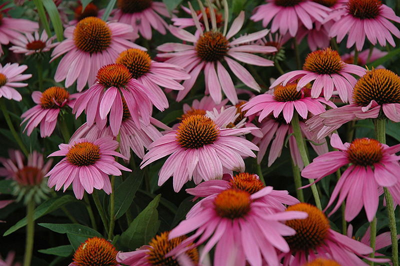 Magnus Coneflower (Echinacea purpurea 'Magnus') in Inver Grove Heights ...