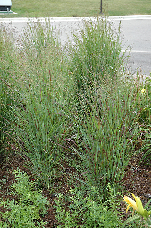 Shenandoah Switchgrass (Panicum virgatum 'Shenandoah') at Gertens