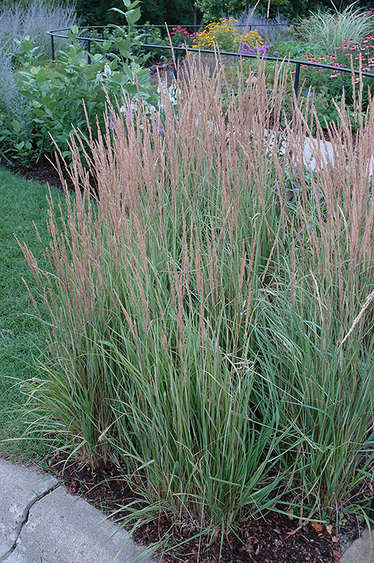 Overdam Feather Reed Grass (Calamagrostis x acutiflora 'Overdam') at Gertens