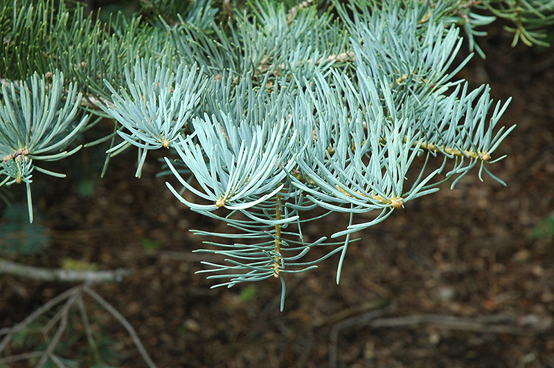 White Fir (Abies concolor) at Gertens