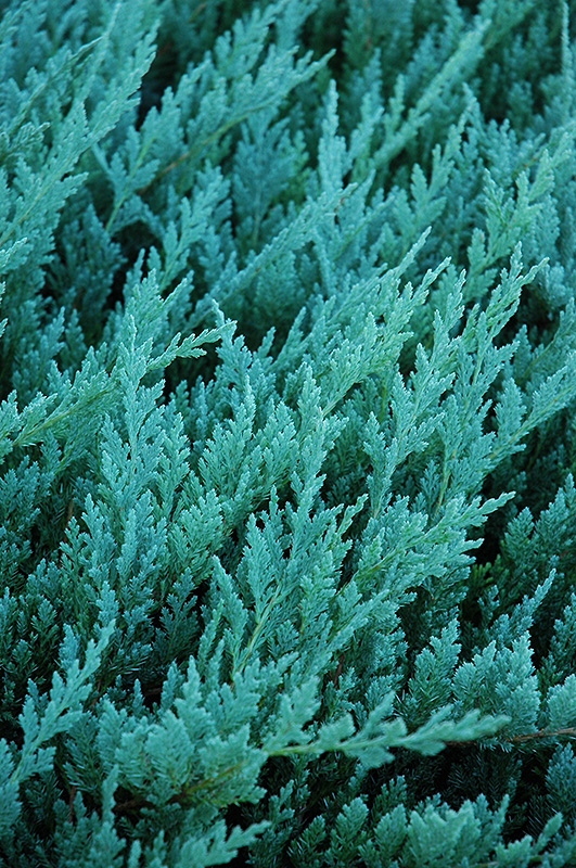 Blue Chip Juniper (Juniperus horizontalis 'Blue Chip') at Gertens