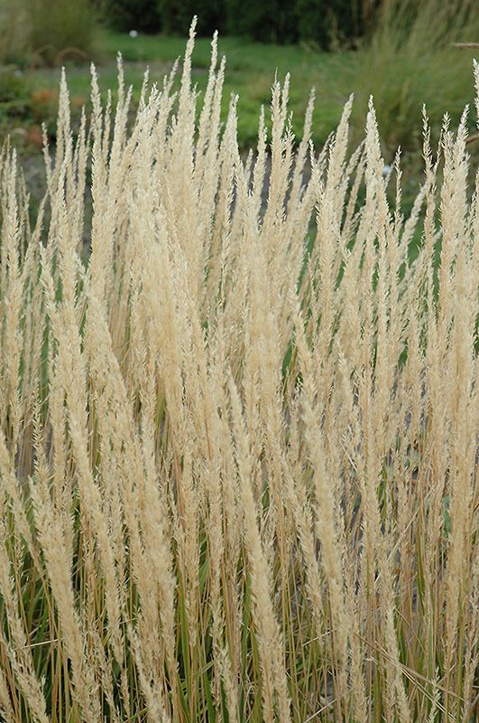Karl Foerster Feather Reed Grass (Calamagrostis x acutiflora 'Karl Foerster') at Gertens