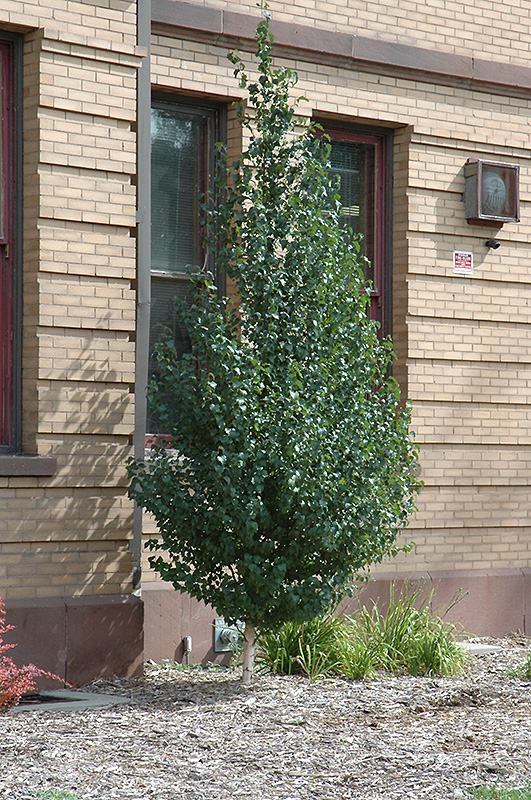 Dakota Pinnacle® Birch (Betula platyphylla 'Fargo') at Gertens